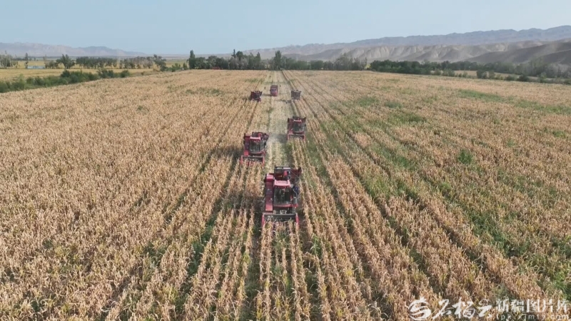 星欧平台注册:新疆经济看点丨农业稳中向好 粮棉增产丰收