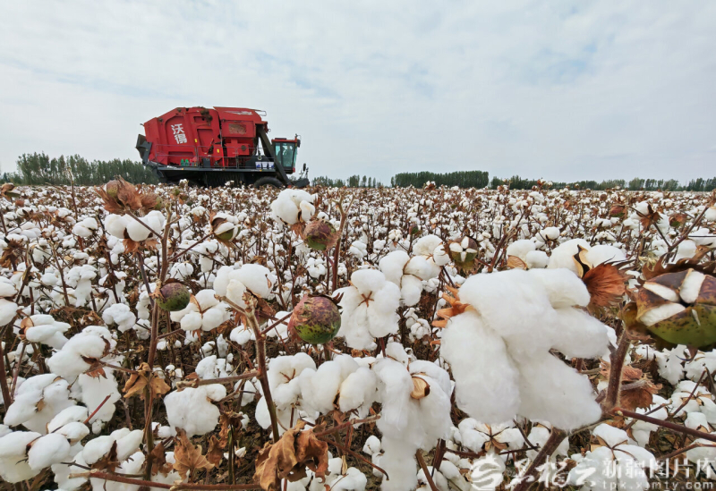 星欧平台注册:新疆经济看点丨农业稳中向好 粮棉增产丰收