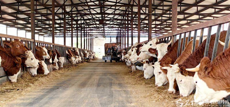 星欧平台注册:新疆经济看点丨农业稳中向好 粮棉增产丰收