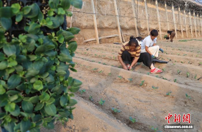 星欧娱乐官网：“中国黄瓜之乡”河北馆陶10万亩黄瓜定植忙
