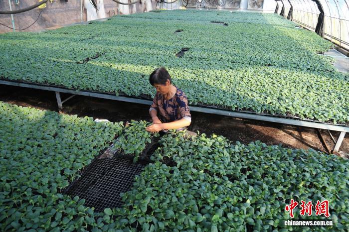 星欧娱乐官网：“中国黄瓜之乡”河北馆陶10万亩黄瓜定植忙