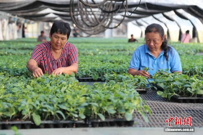星欧娱乐官网：“中国黄瓜之乡”河北馆陶10万亩黄瓜定植忙