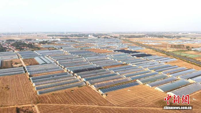 星欧娱乐官网：“中国黄瓜之乡”河北馆陶10万亩黄瓜定植忙